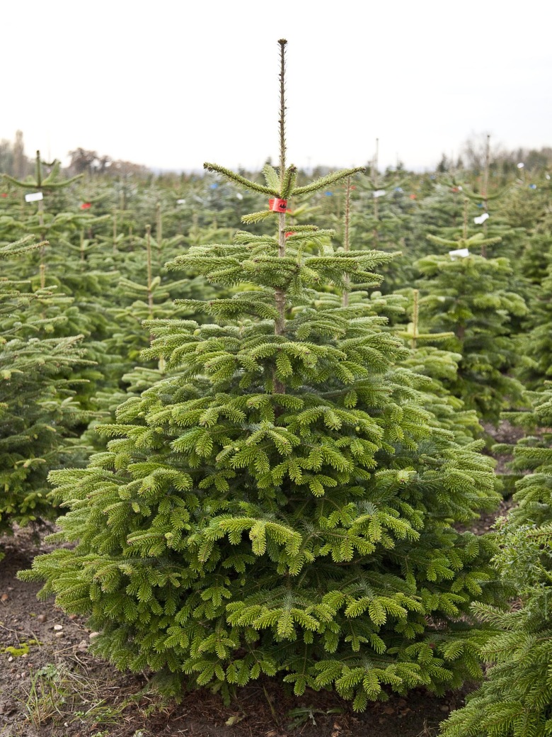 Fir Christmas Tree UK